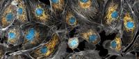 mitochondria stained gold inside cells